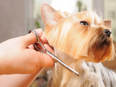 Curso peluqueria canina